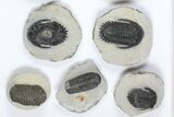Lot: Assorted Devonian Trilobites - Pieces #92160-2